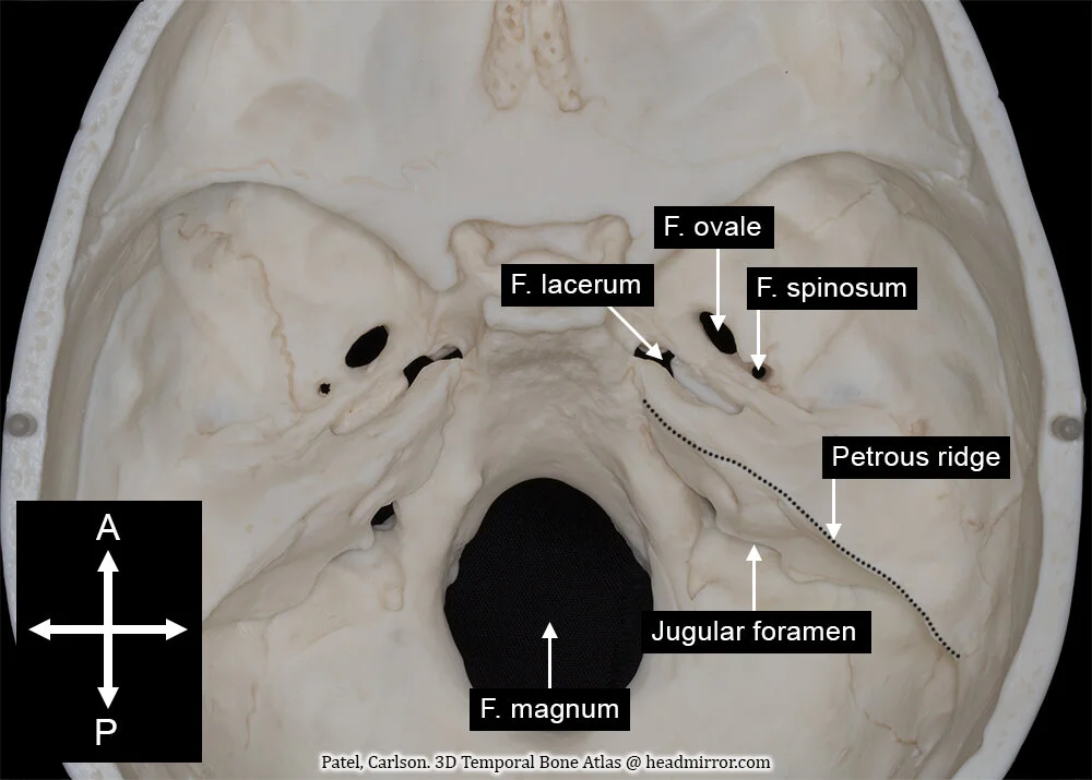 Overview of Anatomy — Headmirror